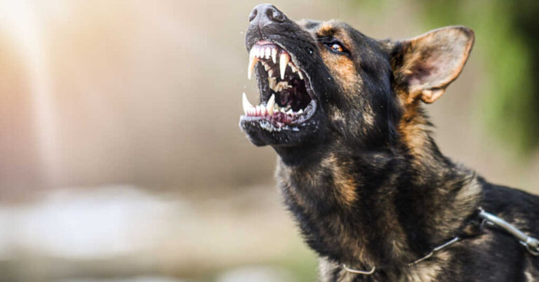 The Bidens’ Abused Family Dogs Have Now Bitten 24 Secret Service Agents The Bidens’ Abused Family Dogs Have Now Bitten 24 Secret Service Agents