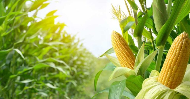 What the US-Mexico GM Corn Feud Means for Your Dinner Table