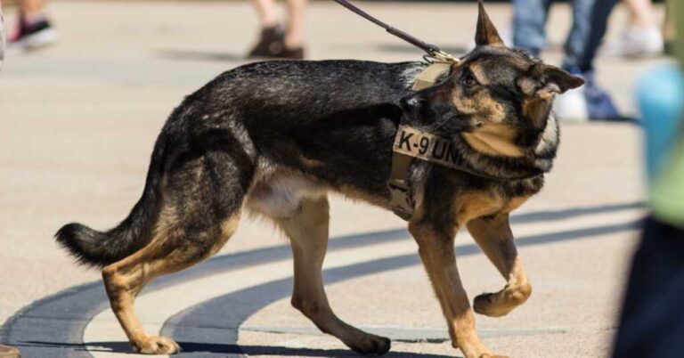 Going to the Dogs: Police Departments Grapple With Having to Replace Pot Sniffing Canines 